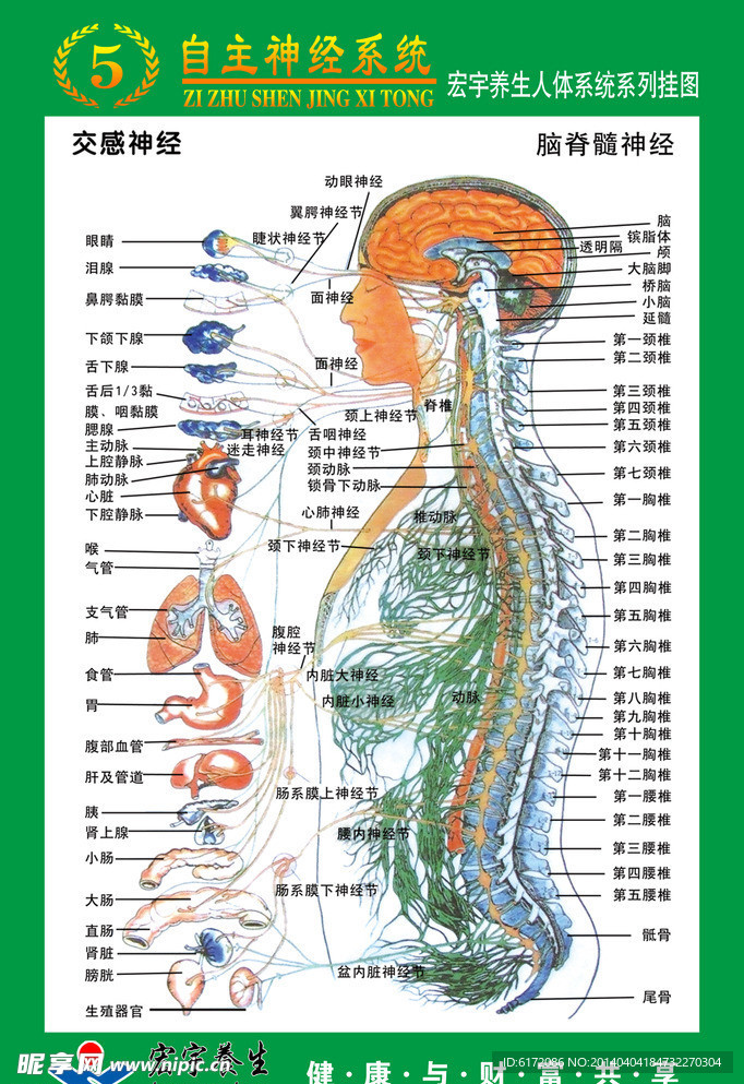 自主神经系统挂图
