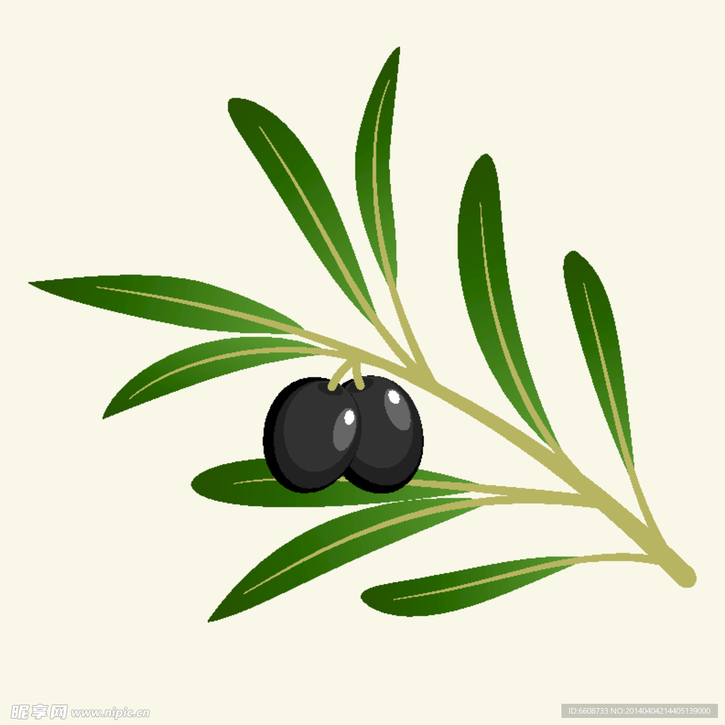 橄榄油橄榄树橄榄叶