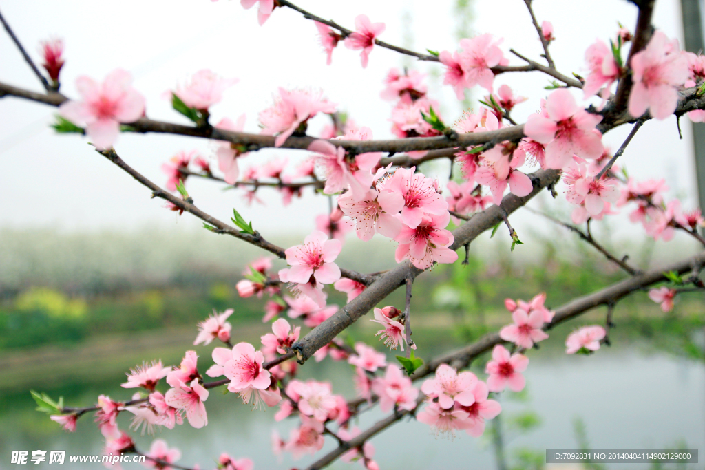 桃花