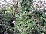 上海植物园热带温室植物