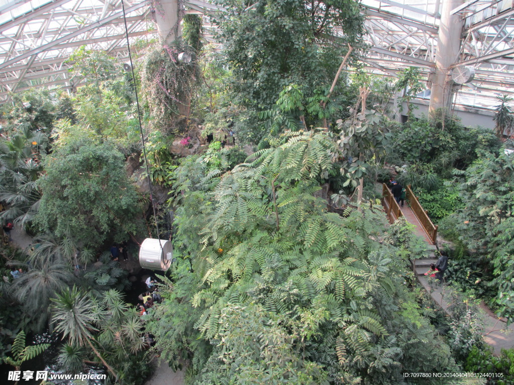上海植物园热带温室植物