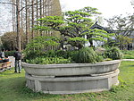 盆景景观