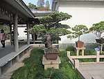 盆景景观