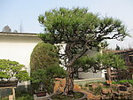 盆景景观