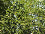 上海植物园