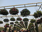 红花 粉花