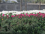 郁金香 粉色