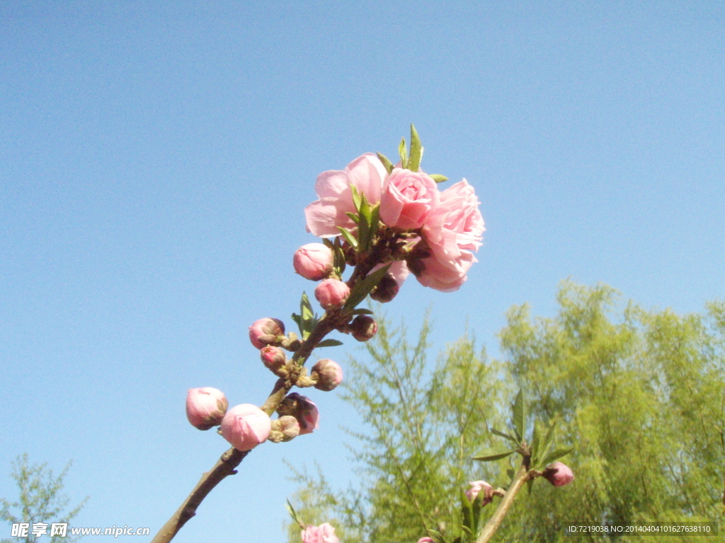 桃花