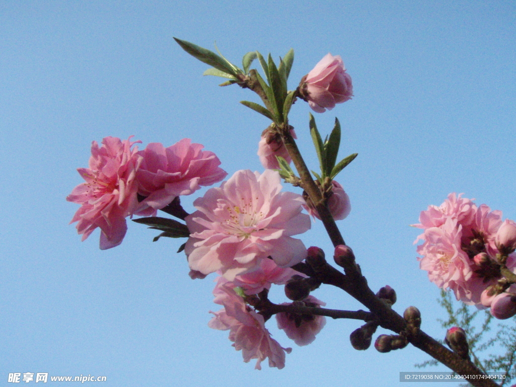 桃花