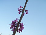 紫荆花