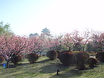莲花池公园风光