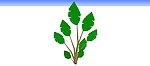 观赏芋头
