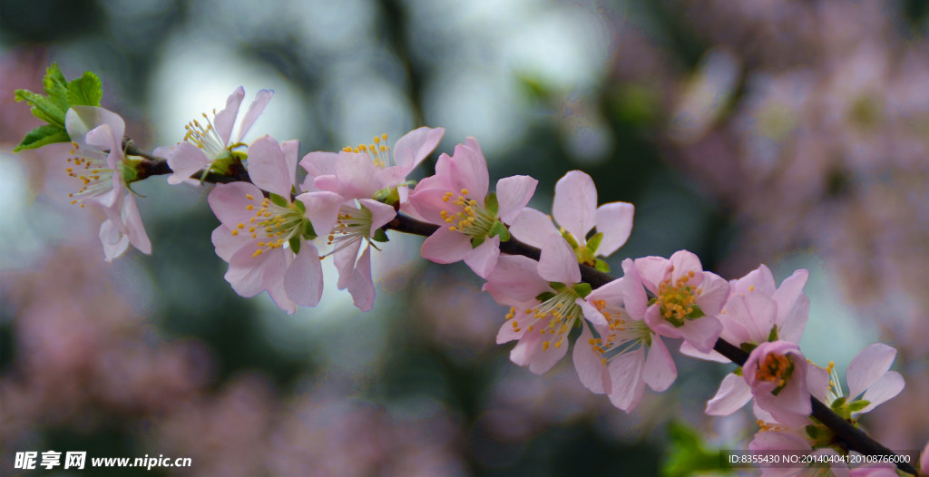 桃花