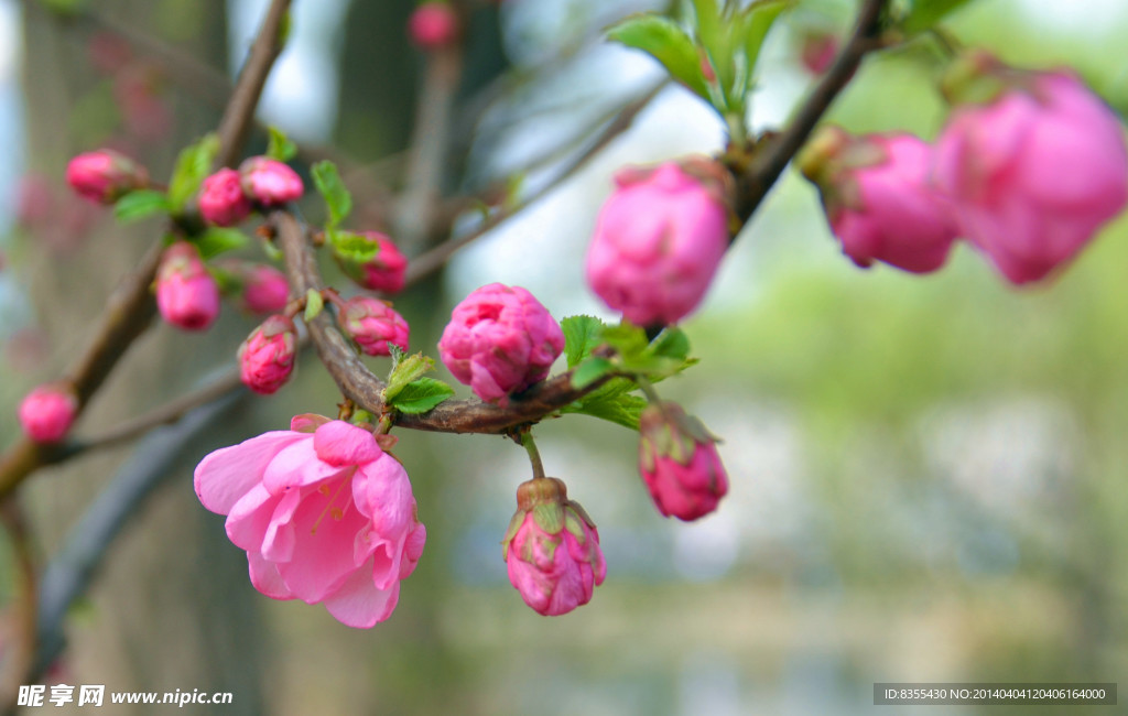 桃花