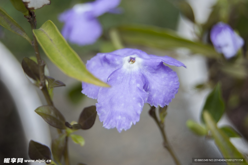 小紫花