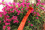 杜鹃花