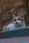 黄猫