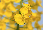 油菜花