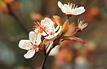 梅花