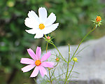 小花