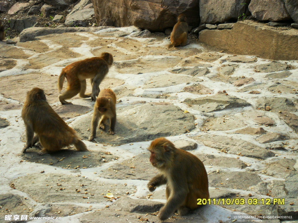 太行山猴子