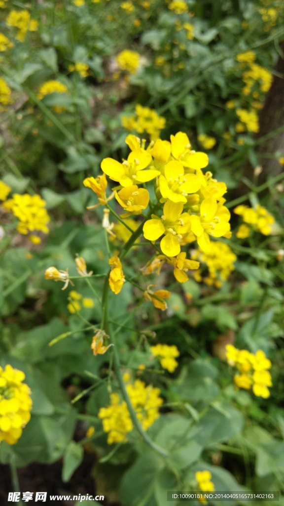 油菜花