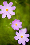 花季