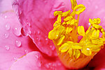 茶花