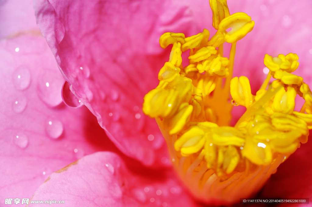 茶花