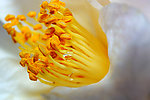 茶花