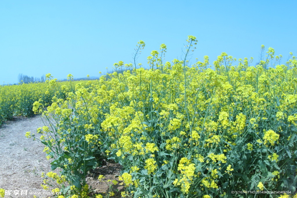 油菜花