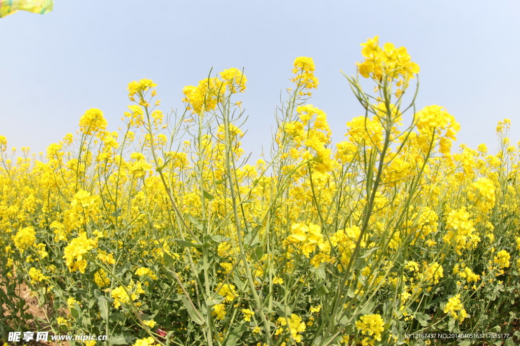 油菜花