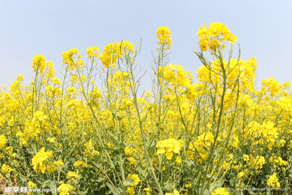 油菜花