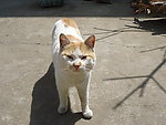 肥猫
