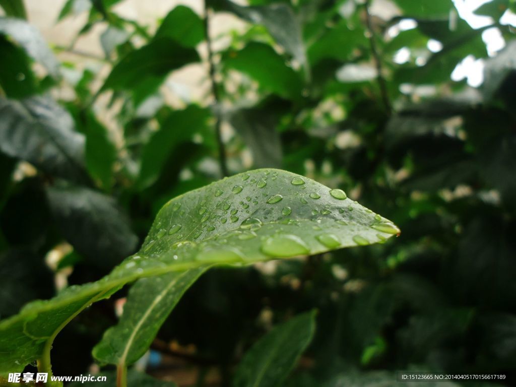 雨中树叶