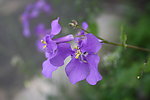 花草