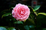 茶花