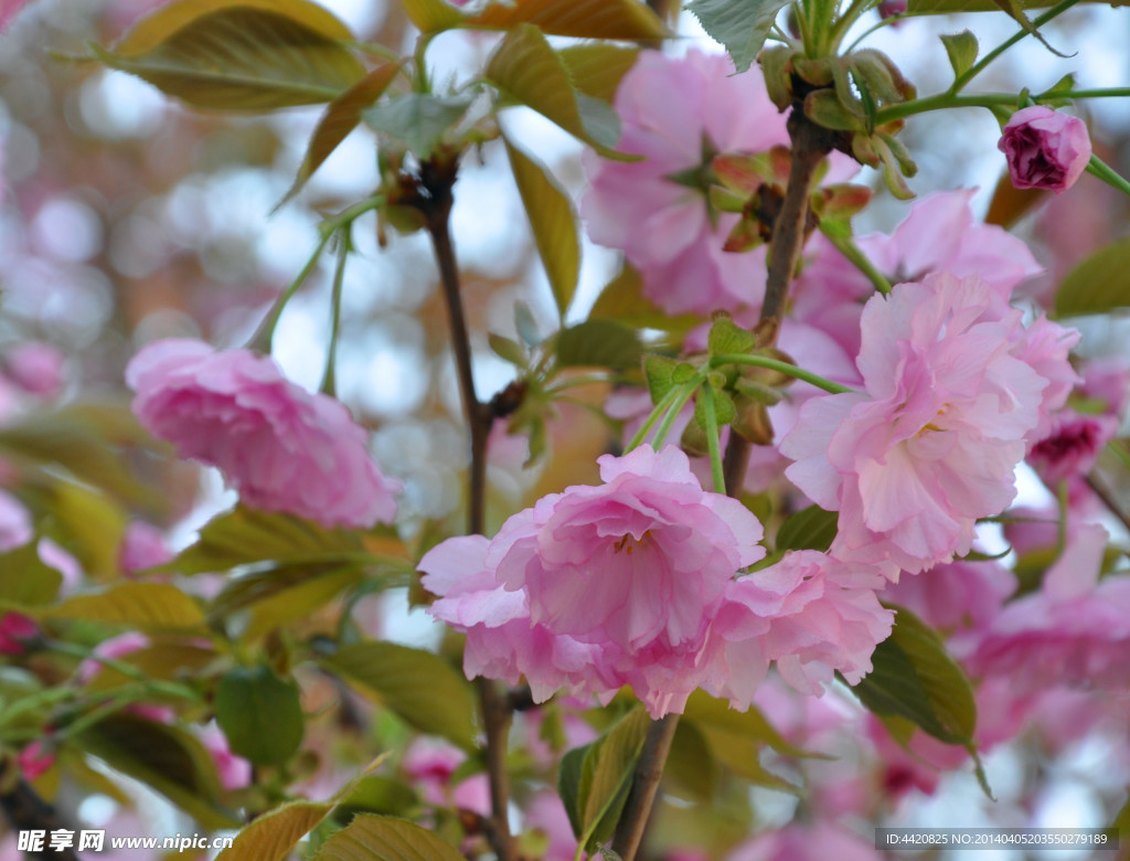 樱花