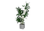 植物模型