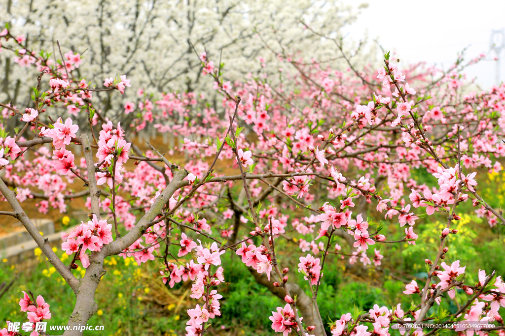 桃花