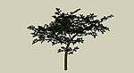 油桃树