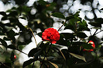 茶花