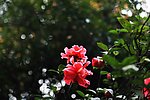 茶花