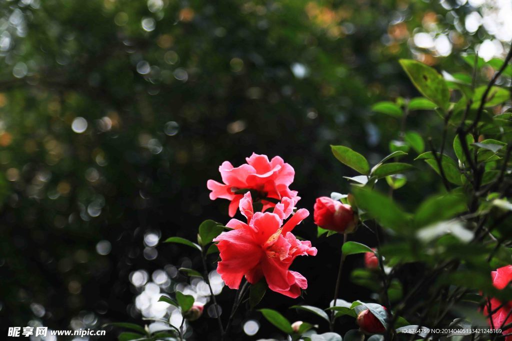 茶花
