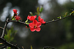 海棠花