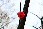 一枝花