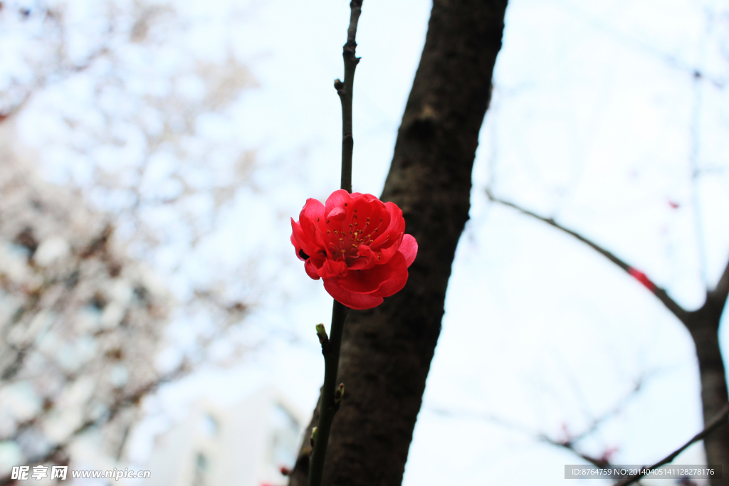 一枝花