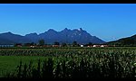 玉米田