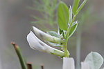 蚕豆花