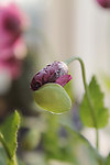 罂粟花